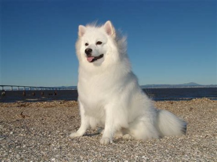 How big is a giant Pomeranian