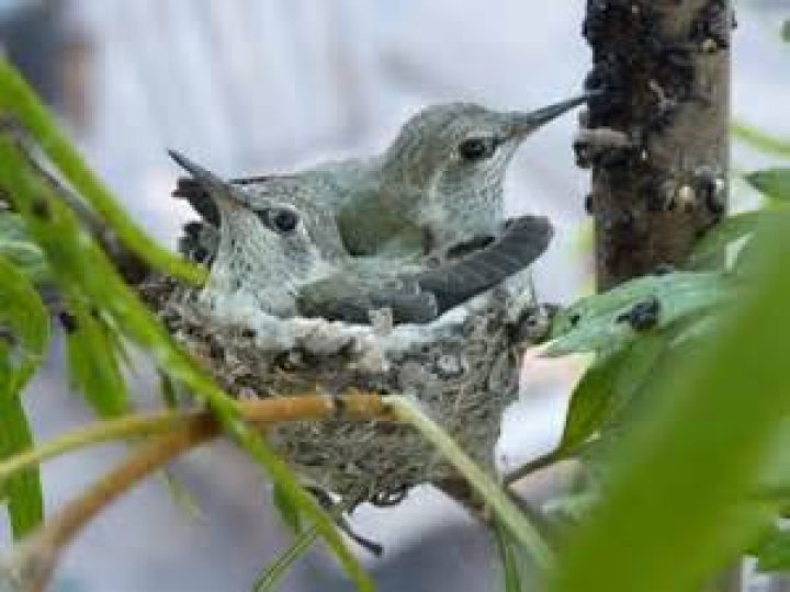 How big is a hummingbird nest