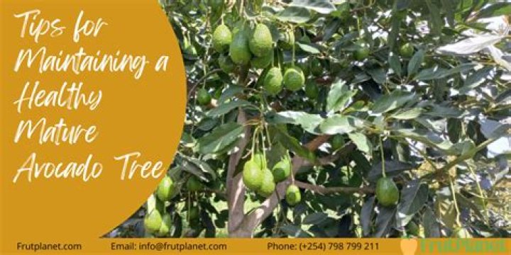 How big is a mature avocado tree