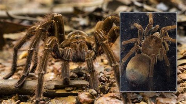 How big is the Goliath spider