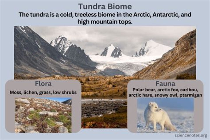 How big is the tundra biome