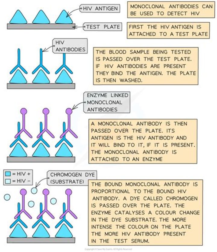 How can a monoclonal antibody be used in diagnosis