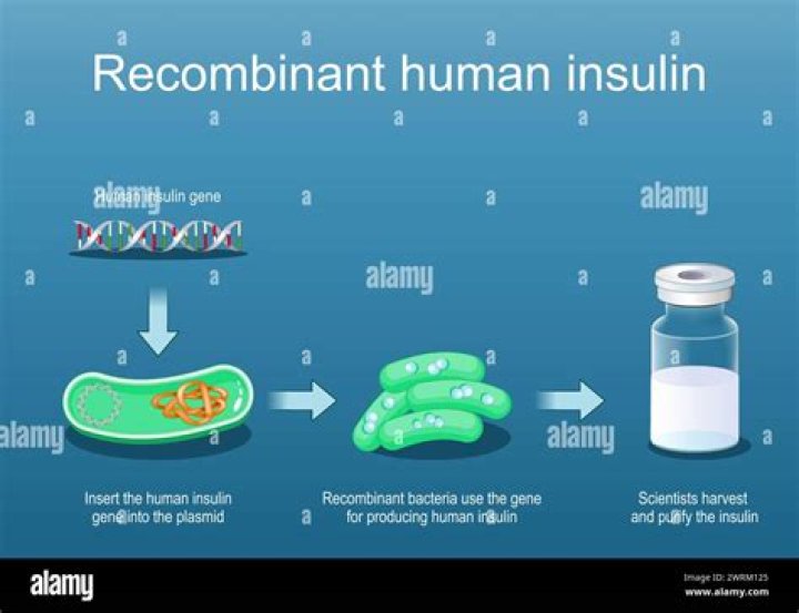 How can bacteria recognize a human gene and then produce a human protein