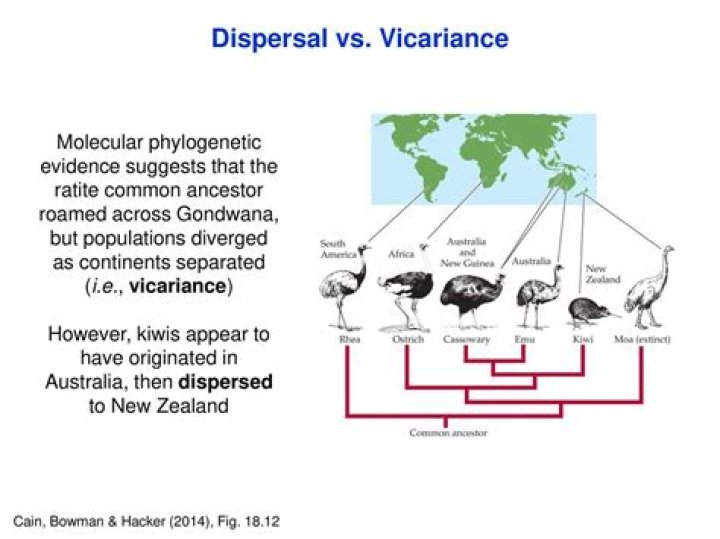 How can dispersal and Vicariance contribute to speciation