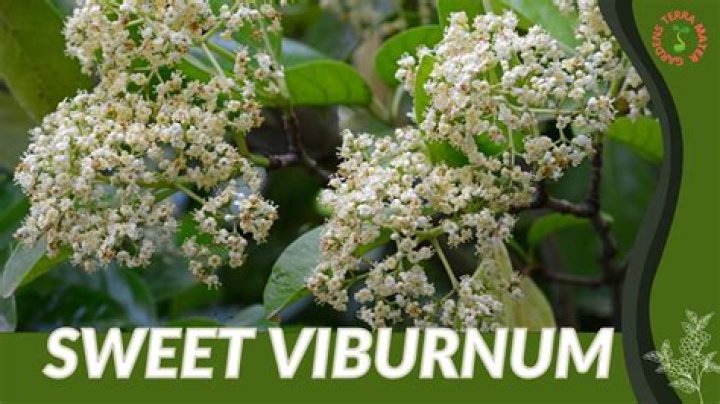 How can I get my viburnum to flower