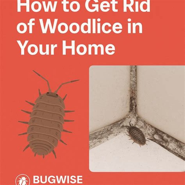 How can I stop Woodlice eating my plants