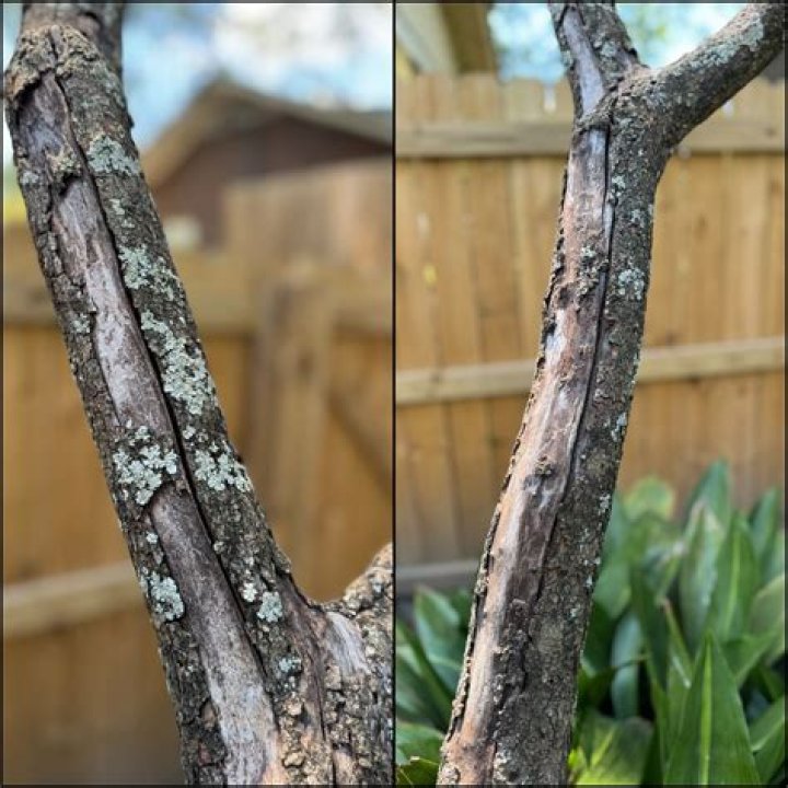 How can I tell if my dogwood is in the winter