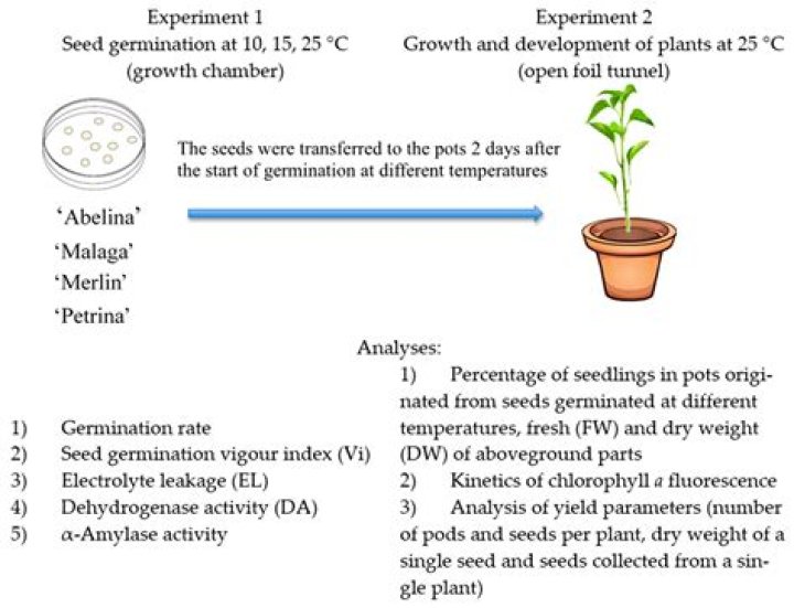 How can water affect seed germination