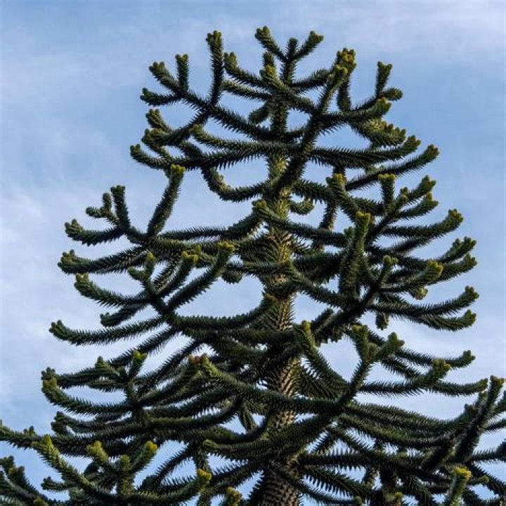 How can you tell how old a monkey puzzle tree is