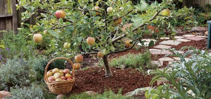How close together should fruit trees be planted