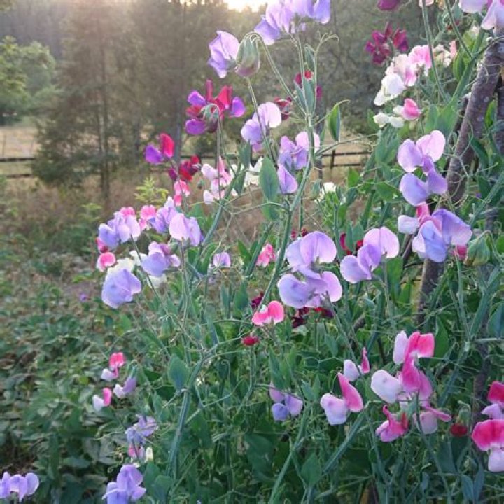 How cold can sweet peas tolerate