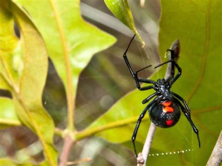 How dangerous is a black widow spider