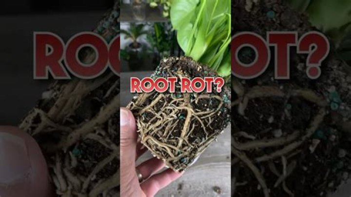 How deep are loropetalum roots