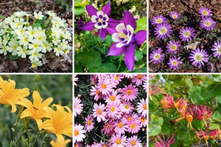 How deep do you plant annuals