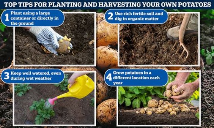 How deep do you plant potatoes in your garden