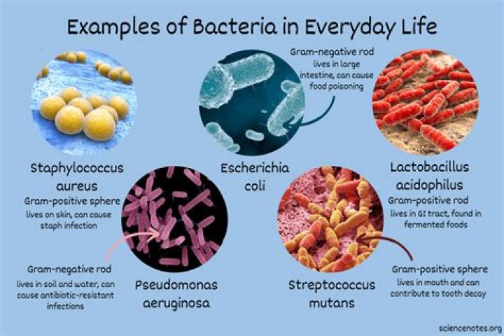 How did bacteria originate