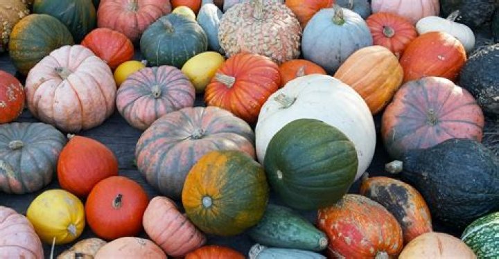 How did pumpkins get associated with Halloween