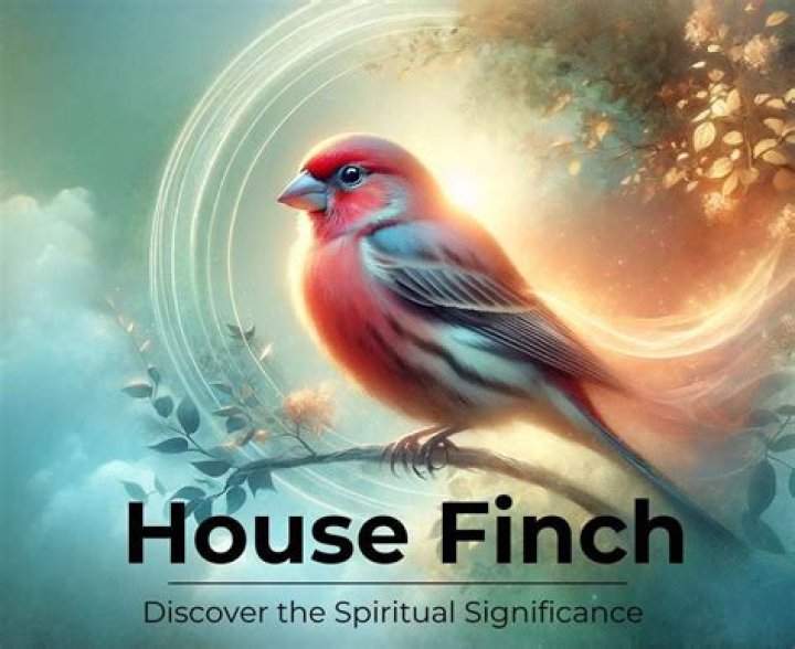How did the house finch get to America