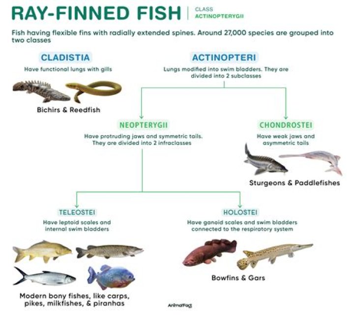 How do actinopterygii feed