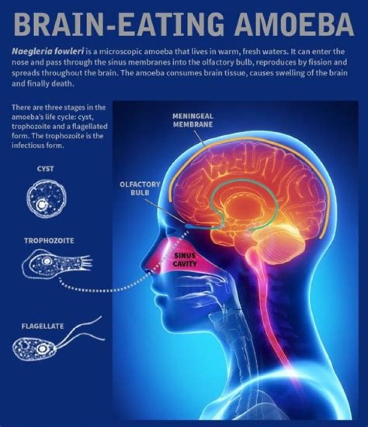 How do amoebas respond to light