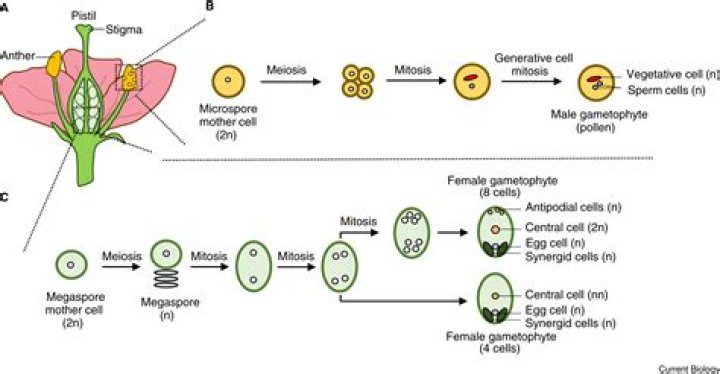 How do angiosperm plants reproduce