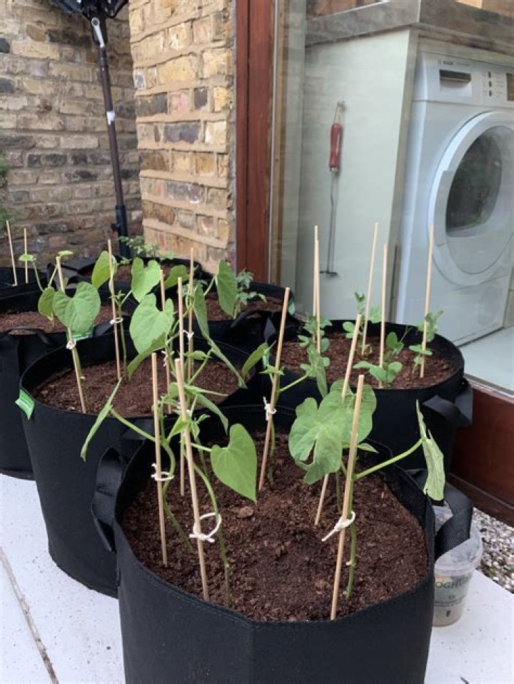 How do beans grow in Kenya
