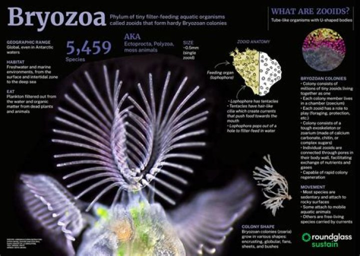 How do bryozoa eat