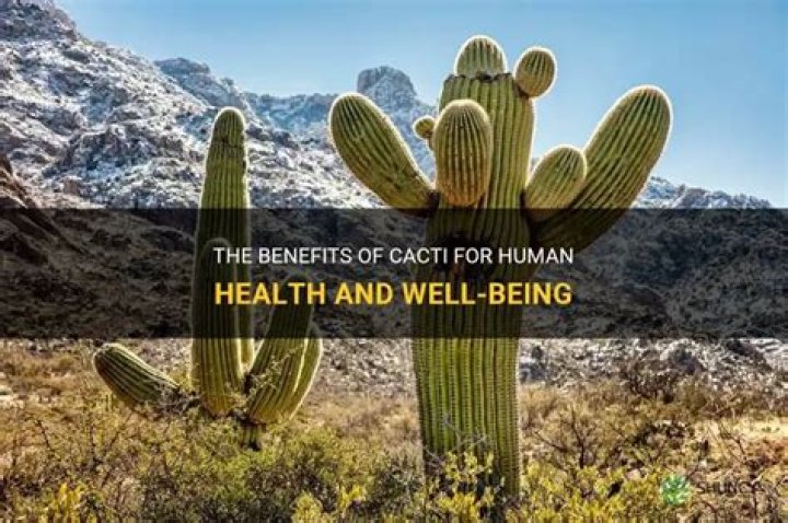 How do cactus help humans