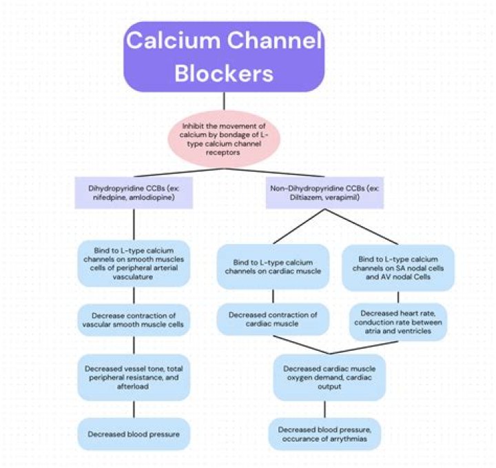 How do calcium channel blockers cause vasodilation