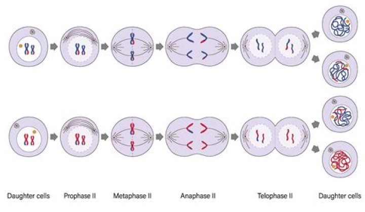 How do chromosomes move during anaphase