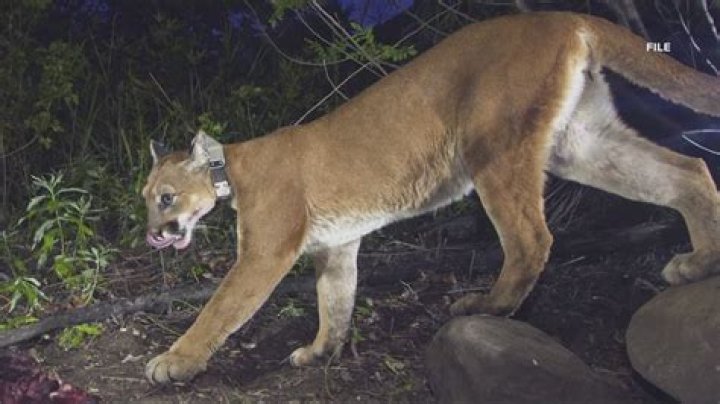 How do cougars adapt to the temperate rainforest