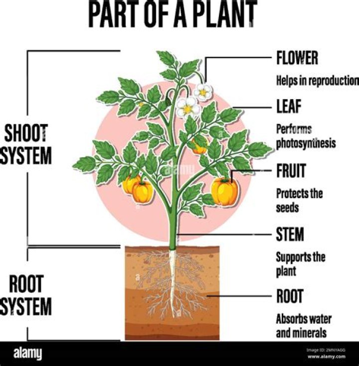 How do different parts of the plant get water