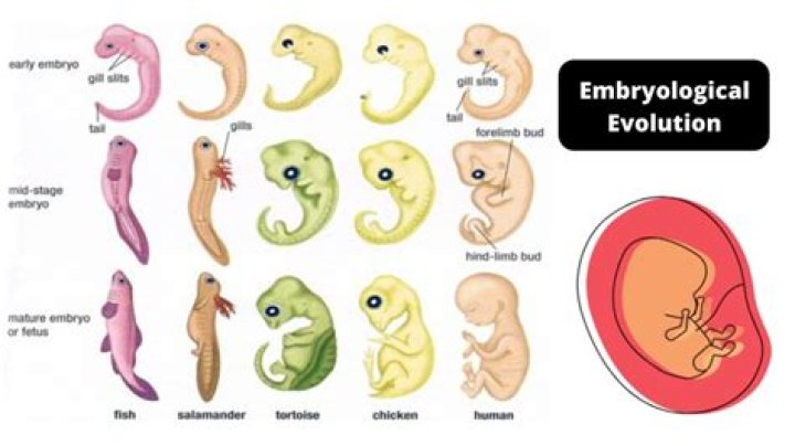 How do embryos form specialized organs