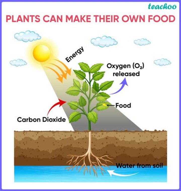 How do green plants make their own food in the presence of sunlight