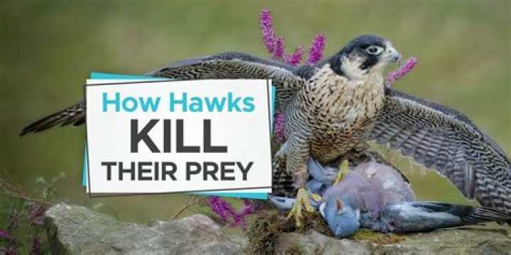 How do hawks kill their prey