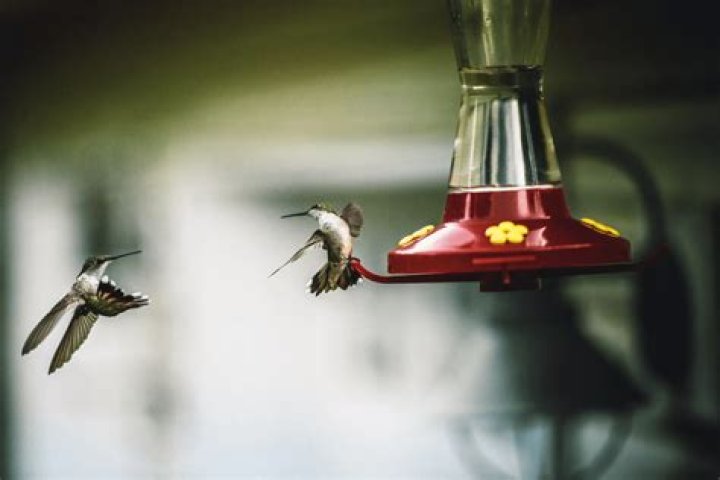 How do hummingbirds feed