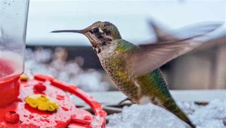How do hummingbirds survive in the winter