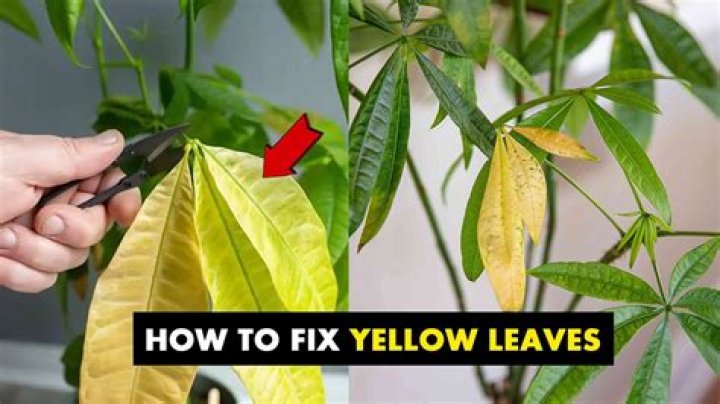 How do I fix yellow leaves on my tree