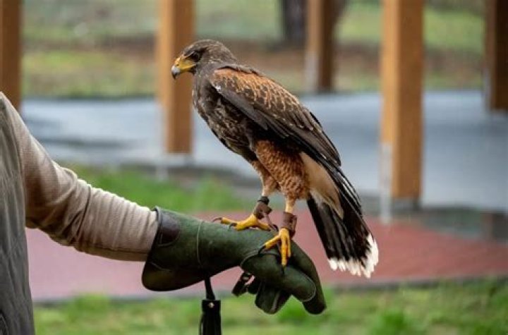How do I get a falconry license in NY