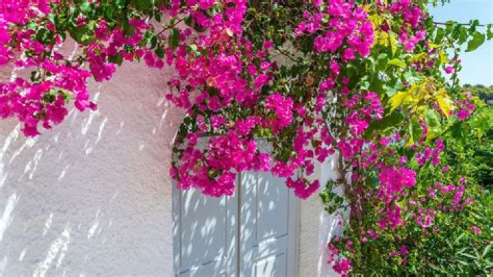 How do I get my bougainvillea to bloom in Florida