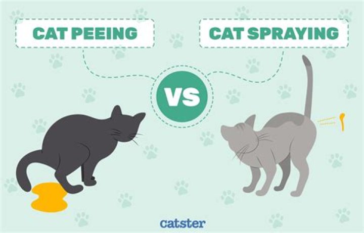 How do I get my cat to stop leaking urine