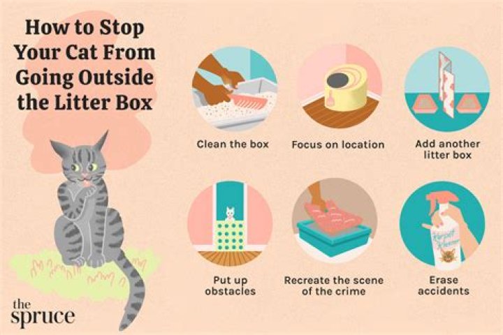 How do I get my cat to stop peeing outside the litter box