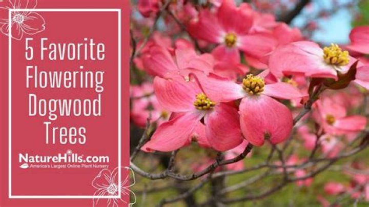 How do I get my dogwood to bloom