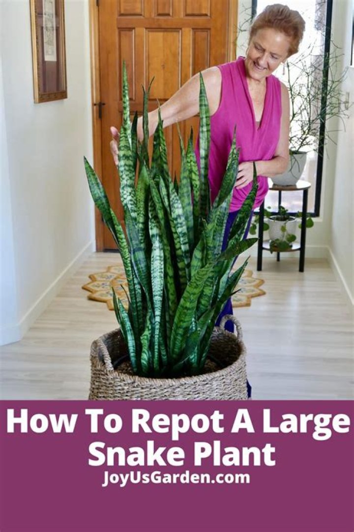 How do I get my snake plant to grow