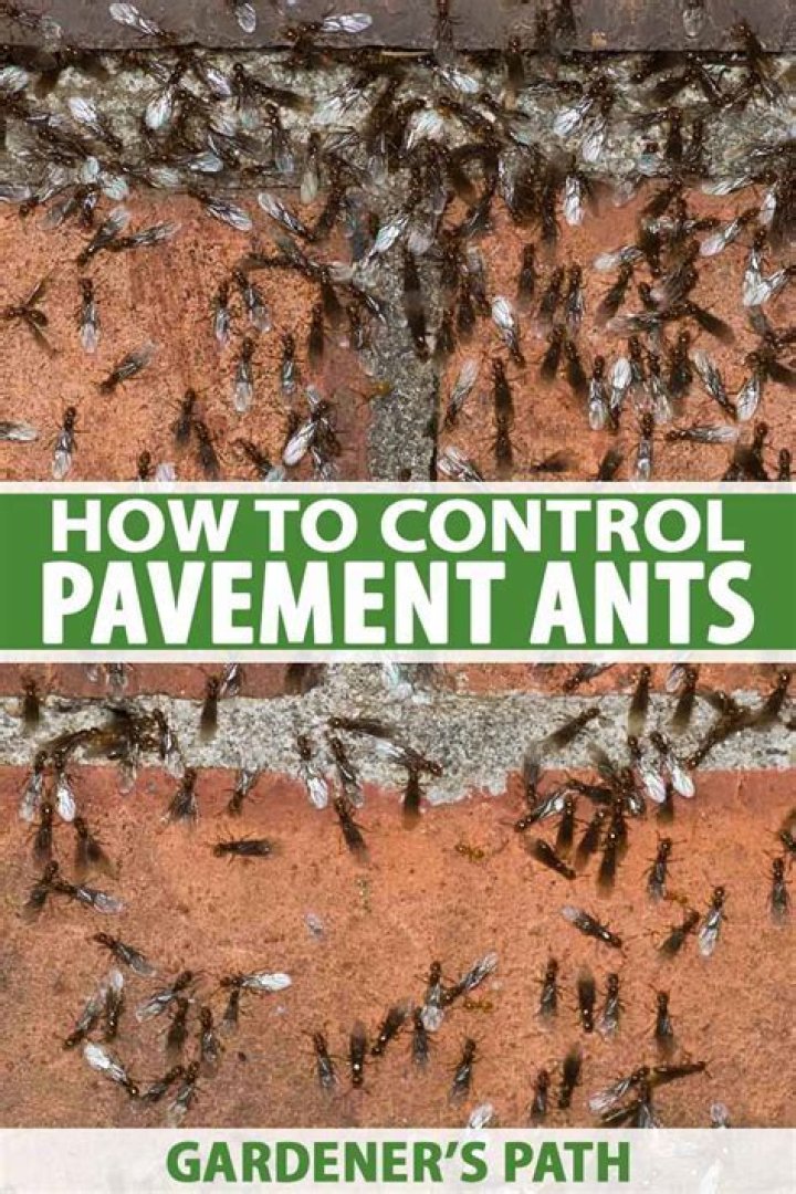 How do I get rid of ants under my concrete slab