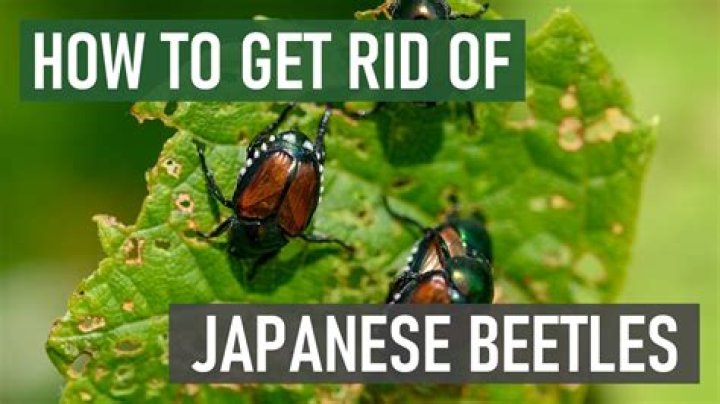 How do I get rid of beetles eating my roses