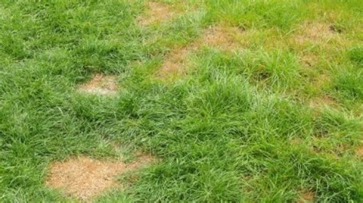 How do I get rid of brown patches on my lawn
