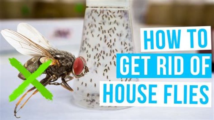 How do I get rid of brown worms in my house