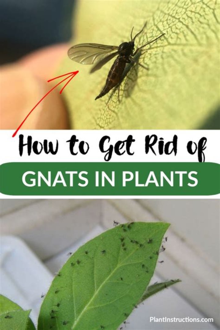 How do I get rid of bugs eating my mint