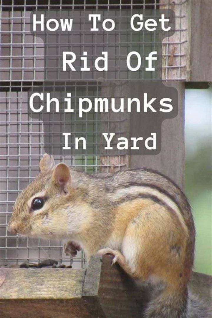 How do I get rid of chipmunks under my patio